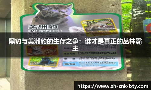 黑豹与美洲豹的生存之争：谁才是真正的丛林霸主